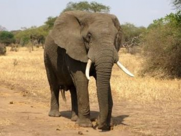 Слон насмерть затоптал колумбийского исследователя в Уганде